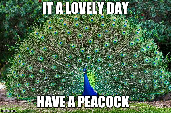 Peacock | IT A LOVELY DAY; HAVE A PEACOCK | image tagged in peacock | made w/ Imgflip meme maker