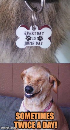 He gets it! | SOMETIMES TWICE A DAY! | image tagged in dog,badges,funny,memes | made w/ Imgflip meme maker