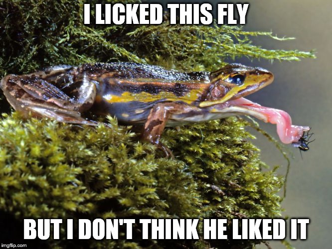 I LICKED THIS FLY BUT I DON'T THINK HE LIKED IT | made w/ Imgflip meme maker