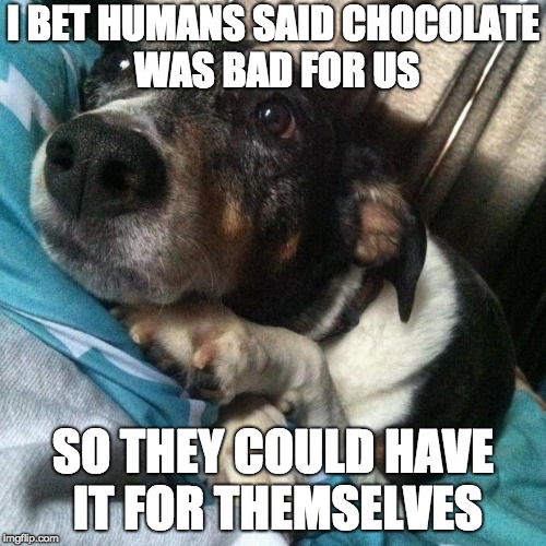 Deep thinking dog | I BET HUMANS SAID CHOCOLATE WAS BAD FOR US; SO THEY COULD HAVE IT FOR THEMSELVES | image tagged in deep thinking dog | made w/ Imgflip meme maker