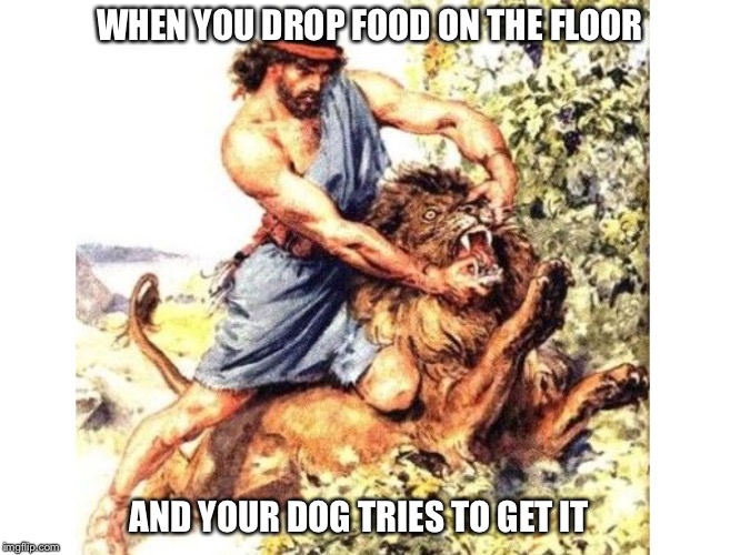 Dog owners will understand |  WHEN YOU DROP FOOD ON THE FLOOR; AND YOUR DOG TRIES TO GET IT | image tagged in dogs,true story | made w/ Imgflip meme maker