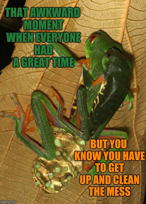 Finishing out Frog Week with a bang! Frog Week, June 4-10 a JBmemegeek & giveuahint event! | THAT AWKWARD MOMENT WHEN EVERYONE HAD A GREAT TIME; BUT YOU KNOW YOU HAVE TO GET UP AND CLEAN THE MESS | image tagged in frog week,jbmemegeek,giveuahint,frogs,funny animals | made w/ Imgflip meme maker