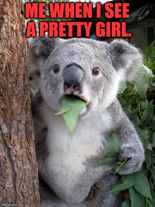 You've Seen this Look on a Million Men | ME WHEN I SEE A PRETTY GIRL. | image tagged in surprised koala,animals,vince vance,men,koala bears,a pretty girl is like a melody | made w/ Imgflip meme maker