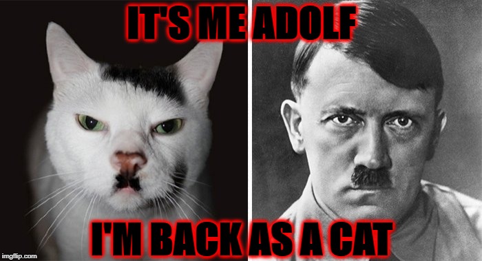 IT'S ME ADOLF; I'M BACK AS A CAT | image tagged in it's adolf | made w/ Imgflip meme maker