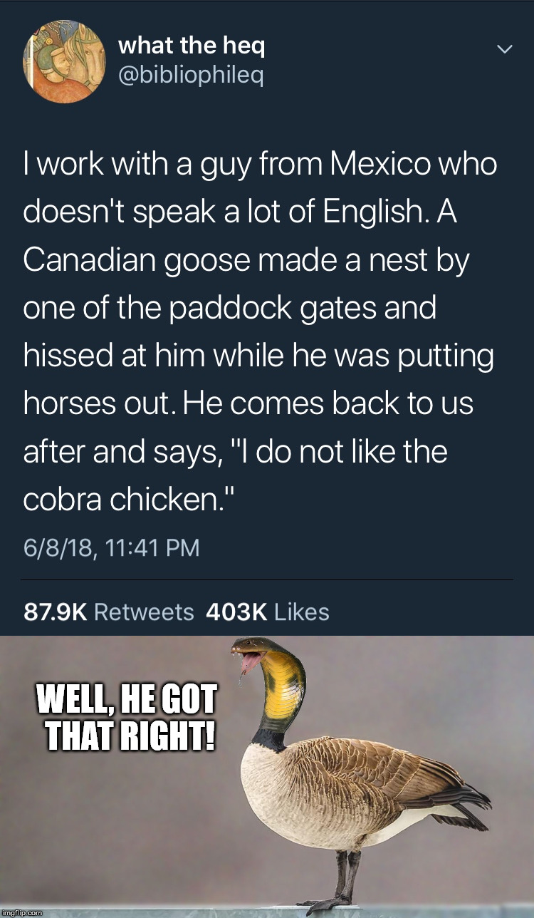 When you don't know the word, make one up | WELL, HE GOT THAT RIGHT! | image tagged in mexico,worker,english,canadian goose | made w/ Imgflip meme maker