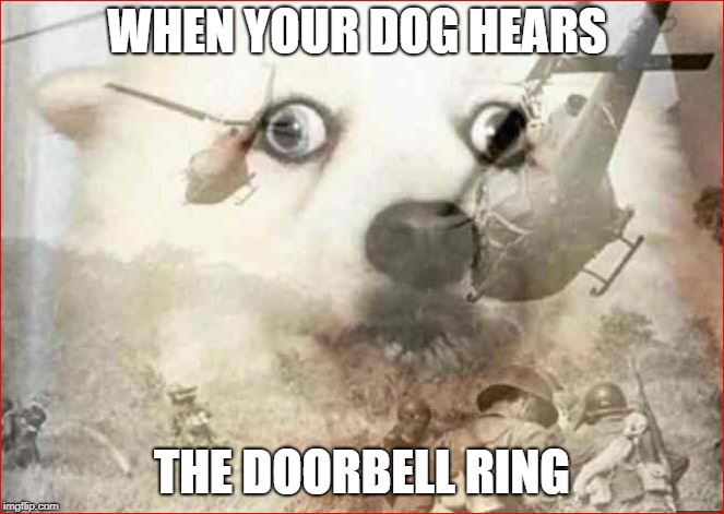  WHEN YOUR DOG HEARS; THE DOORBELL RING | image tagged in doorbell | made w/ Imgflip meme maker