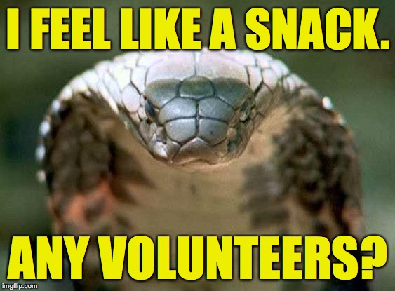 I just get so hungry! | I FEEL LIKE A SNACK. ANY VOLUNTEERS? | image tagged in good advice snake,memes | made w/ Imgflip meme maker