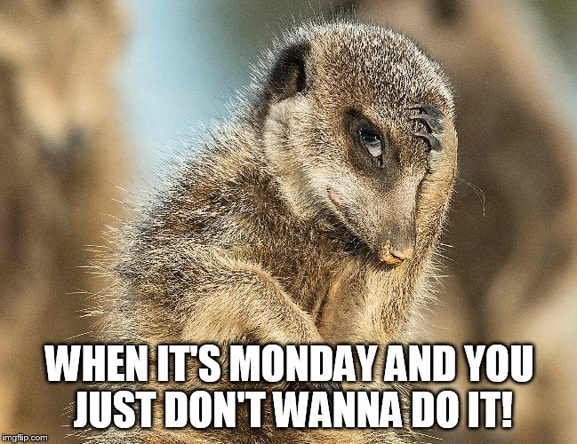 Disappointment Meerkat | WHEN IT'S MONDAY AND YOU JUST DON'T WANNA DO IT! | image tagged in disappointment meerkat | made w/ Imgflip meme maker