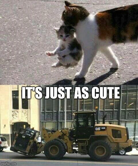 Little kitty-cat | IT'S JUST AS CUTE | image tagged in cats,caterpillar,pipe_picasso | made w/ Imgflip meme maker
