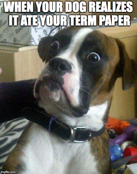 WHEN YOUR DOG REALIZES IT ATE YOUR TERM PAPER | made w/ Imgflip meme maker