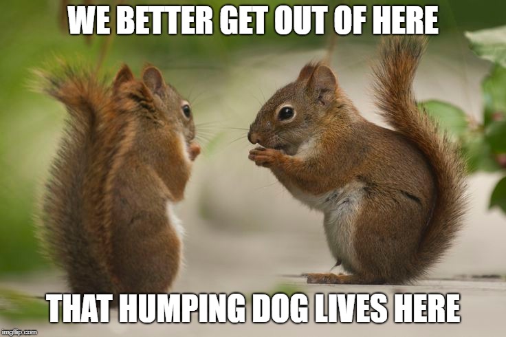 WE BETTER GET OUT OF HERE THAT HUMPING DOG LIVES HERE | made w/ Imgflip meme maker