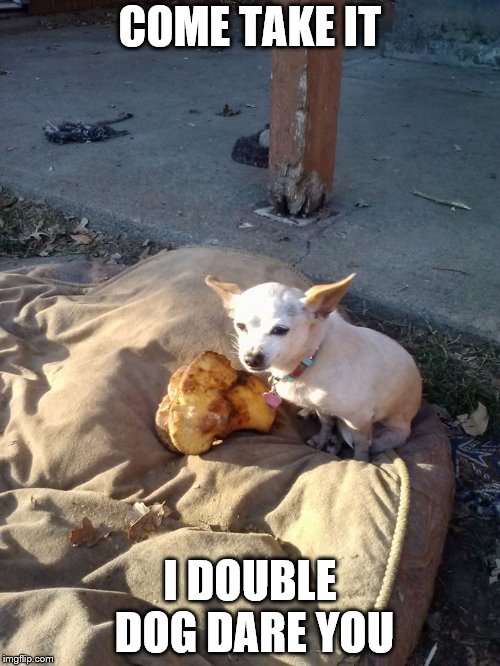COME TAKE IT; I DOUBLE DOG DARE YOU | image tagged in dogs | made w/ Imgflip meme maker
