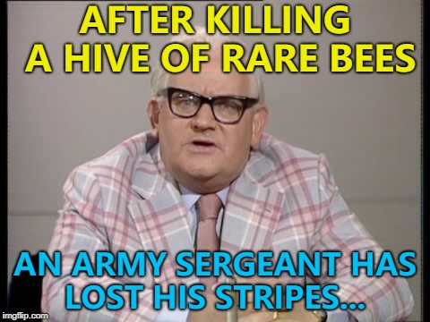 There was a real buzz in the room... :) | AFTER KILLING A HIVE OF RARE BEES; AN ARMY SERGEANT HAS LOST HIS STRIPES... | image tagged in ronnie barker news,memes,bees,animals,army | made w/ Imgflip meme maker