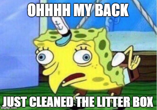 Mocking Spongebob Meme | OHHHH MY BACK JUST CLEANED THE LITTER BOX | image tagged in memes,mocking spongebob | made w/ Imgflip meme maker