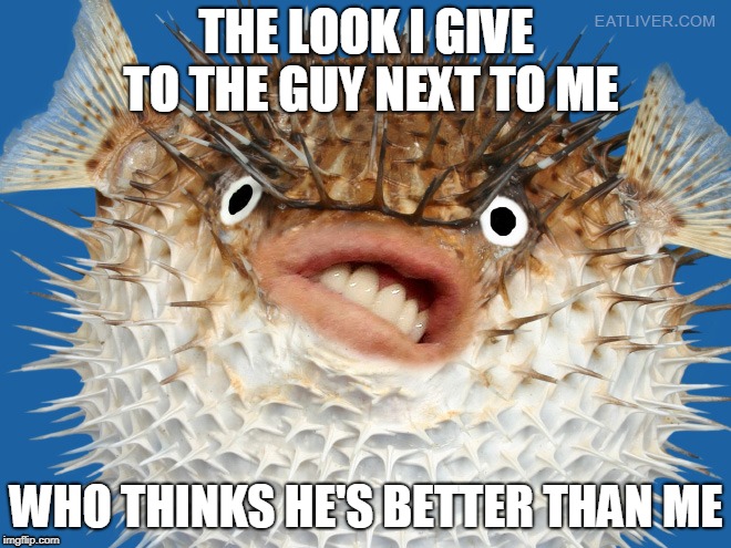 Pufferfish meme | THE LOOK I GIVE TO THE GUY NEXT TO ME; WHO THINKS HE'S BETTER THAN ME | image tagged in fish | made w/ Imgflip meme maker