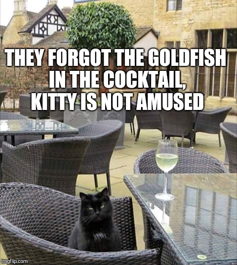 kitty | THEY FORGOT THE GOLDFISH IN THE COCKTAIL, KITTY IS NOT AMUSED | image tagged in cats | made w/ Imgflip meme maker