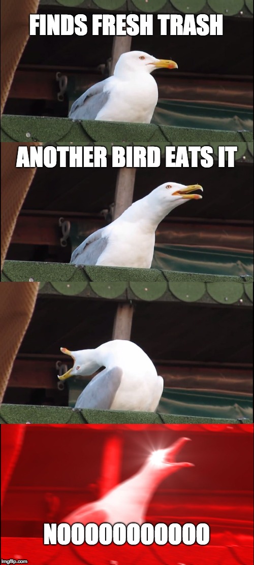Inhaling Seagull | FINDS FRESH TRASH; ANOTHER BIRD EATS IT; NOOOOOOOOOOO | image tagged in memes,inhaling seagull | made w/ Imgflip meme maker