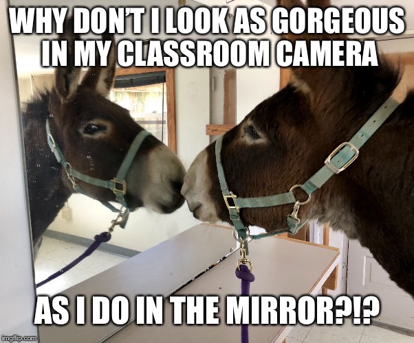 Gorgeous! (Dozer the Donkey) | WHY DON’T I LOOK AS GORGEOUS IN MY CLASSROOM CAMERA; AS I DO IN THE MIRROR?!? | image tagged in gorgeous dozer the donkey | made w/ Imgflip meme maker