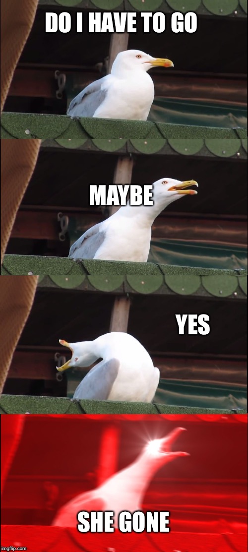 Inhaling Seagull | DO I HAVE TO GO; MAYBE; YES; SHE GONE | image tagged in memes,inhaling seagull | made w/ Imgflip meme maker