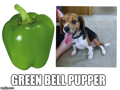 GREEN BELL PUPPER | GREEN BELL PUPPER | image tagged in puppy,pupper,cute dog,funny,peppers | made w/ Imgflip meme maker