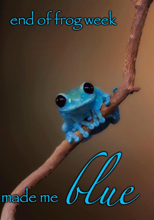 Frog Week took real kermitment...  | end of frog week; made me; blue | image tagged in epic frog,memes,frog week | made w/ Imgflip meme maker