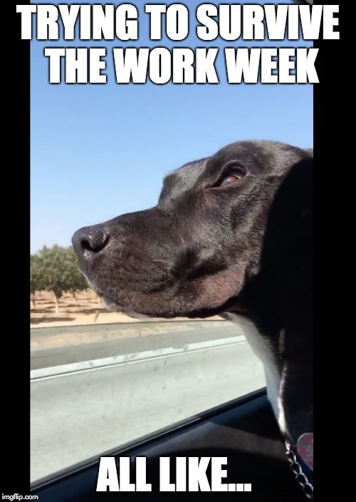Surviving your first week of work | TRYING TO SURVIVE THE WORK WEEK; ALL LIKE... | image tagged in stefanee sasaki | made w/ Imgflip meme maker