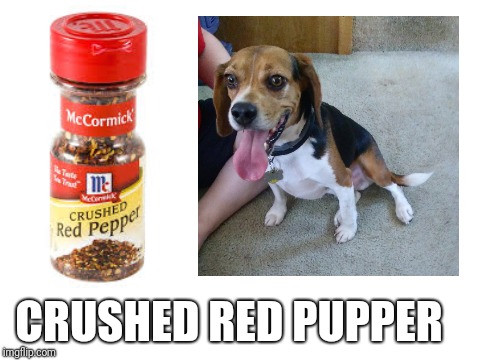 Crushed red pupper | CRUSHED RED PUPPER | image tagged in pupper,cute dog,pepper,funny,dog | made w/ Imgflip meme maker