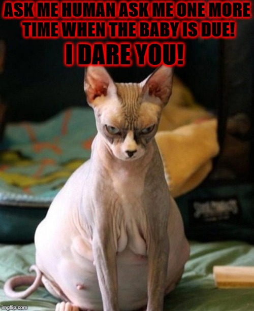 ASK ME HUMAN ASK ME ONE MORE TIME WHEN THE BABY IS DUE! I DARE YOU! | image tagged in i dare you | made w/ Imgflip meme maker