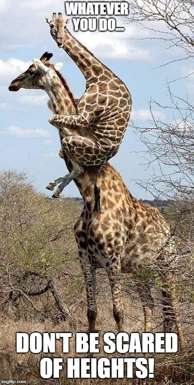 Funny Giraffe | WHATEVER YOU DO... DON'T BE SCARED OF HEIGHTS! | image tagged in funny giraffe | made w/ Imgflip meme maker