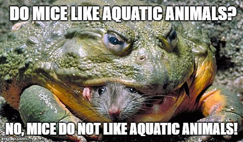 DO MICE LIKE AQUATIC ANIMALS? NO, MICE DO NOT LIKE AQUATIC ANIMALS! | image tagged in mammals and aquatic animals | made w/ Imgflip meme maker
