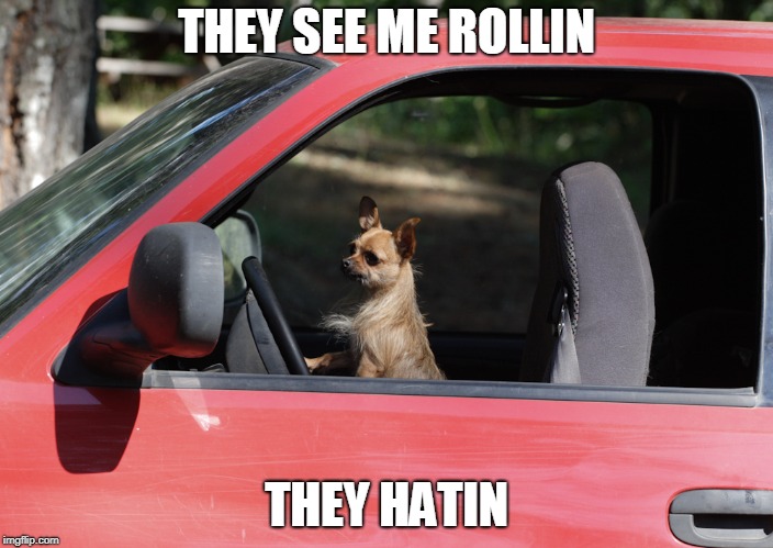 THEY SEE ME ROLLIN; THEY HATIN | image tagged in dog | made w/ Imgflip meme maker
