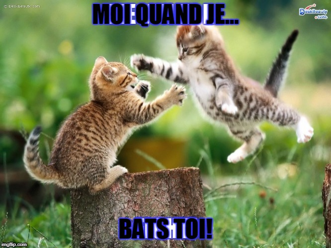 funny cat meme | MOI QUAND JE... BATS TOI! | image tagged in cats | made w/ Imgflip meme maker