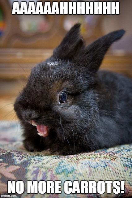 ermahgerd bunny | AAAAAAHHHHHHH; NO MORE CARROTS! | image tagged in ermahgerd bunny | made w/ Imgflip meme maker