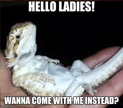 i will steal all the ladies! | HELLO LADIES! WANNA COME WITH ME INSTEAD? | image tagged in beared dragon,stealing your girl | made w/ Imgflip meme maker