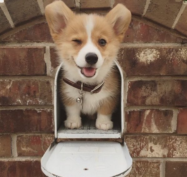 you got this Corgi Blank Meme Template