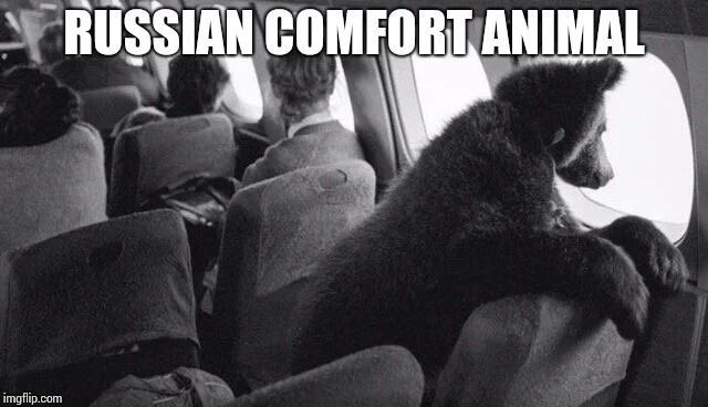 Seems legit | RUSSIAN COMFORT ANIMAL | image tagged in russian,comfort animal,pipe_picasso,plane | made w/ Imgflip meme maker