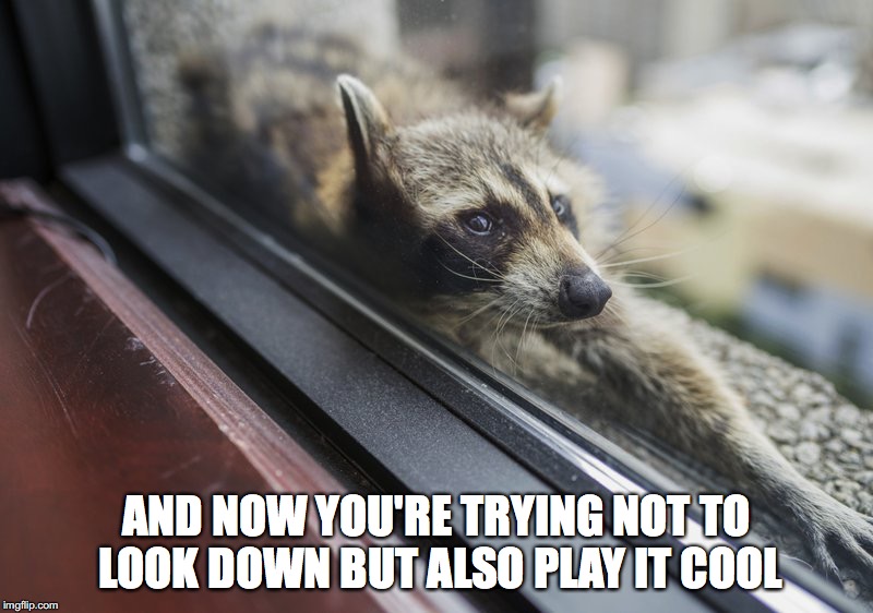 Playing it cool racoon | AND NOW YOU'RE TRYING NOT TO LOOK DOWN BUT ALSO PLAY IT COOL | image tagged in racoon | made w/ Imgflip meme maker