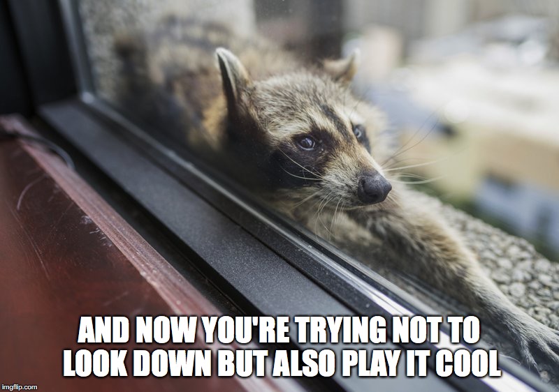 Playing it cool racoon Blank Meme Template