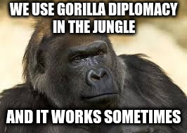 Wisdom of the Jungle | WE USE GORILLA DIPLOMACY IN THE JUNGLE; AND IT WORKS SOMETIMES | image tagged in gorilla,diplomacy | made w/ Imgflip meme maker