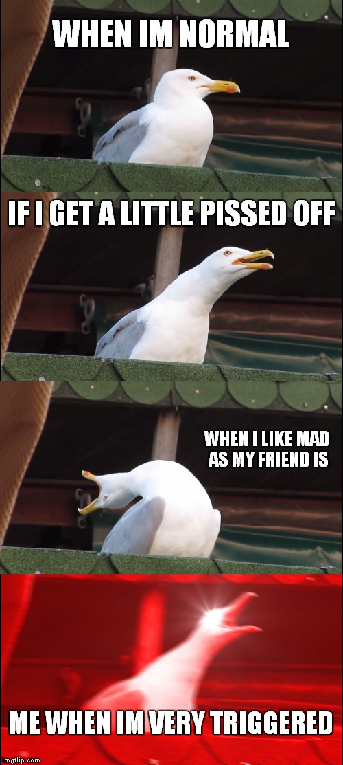 Inhaling Seagull Meme | WHEN IM NORMAL; IF I GET A LITTLE PISSED OFF; WHEN I LIKE MAD AS MY FRIEND IS; ME WHEN IM VERY TRIGGERED | image tagged in memes,inhaling seagull | made w/ Imgflip meme maker