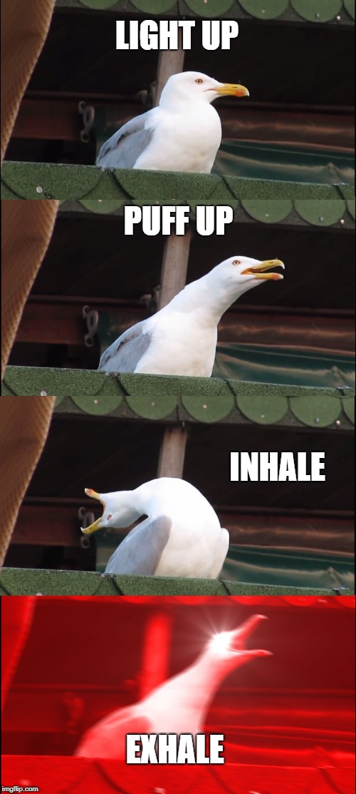 Inhaling Seagull Meme | LIGHT UP; PUFF UP; INHALE; EXHALE | image tagged in memes,inhaling seagull | made w/ Imgflip meme maker