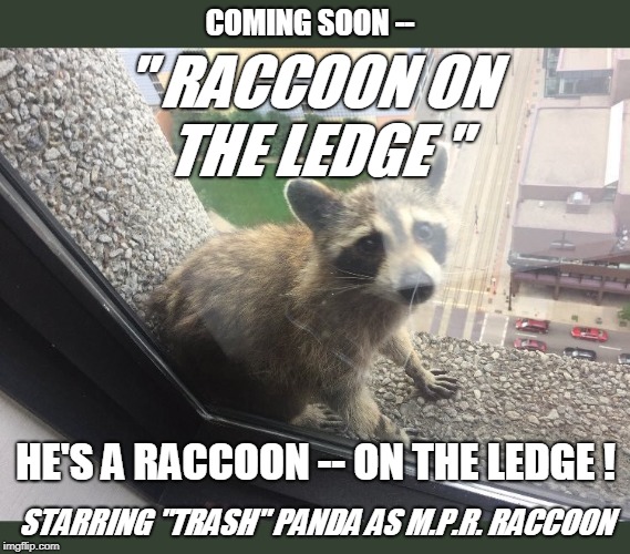 " RACCOON ON THE LEDGE "; COMING SOON --; HE'S A RACCOON -- ON THE LEDGE ! STARRING "TRASH" PANDA AS M.P.R. RACCOON | image tagged in raccoon | made w/ Imgflip meme maker