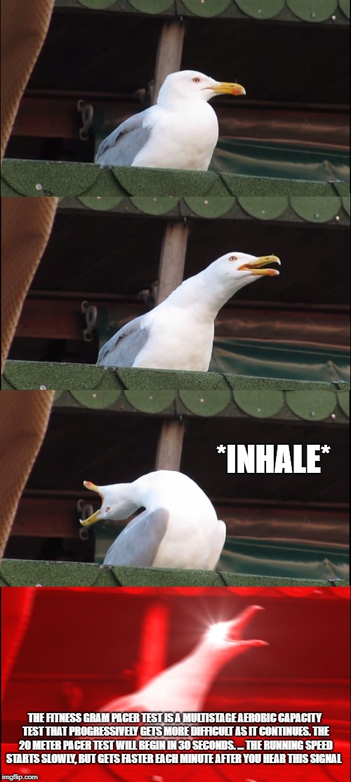 Inhaling Seagull Meme | *INHALE*; THE FITNESS GRAM PACER TEST IS A MULTISTAGE AEROBIC CAPACITY TEST THAT PROGRESSIVELY GETS MORE DIFFICULT AS IT CONTINUES. THE 20 METER PACER TEST WILL BEGIN IN 30 SECONDS. ... THE RUNNING SPEED STARTS SLOWLY, BUT GETS FASTER EACH MINUTE AFTER YOU HEAR THIS SIGNAL | image tagged in memes,inhaling seagull | made w/ Imgflip meme maker