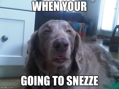 High Dog | WHEN YOUR; GOING TO SNEZZE | image tagged in memes,high dog | made w/ Imgflip meme maker