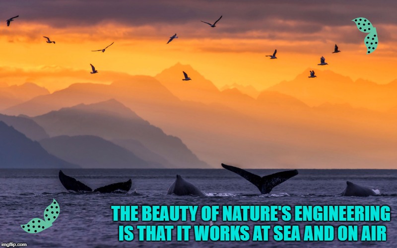Nature:  The Perfect Engineer | THE BEAUTY OF NATURE'S ENGINEERING IS THAT IT WORKS AT SEA AND ON AIR | image tagged in nature,mother nature,engineering | made w/ Imgflip meme maker