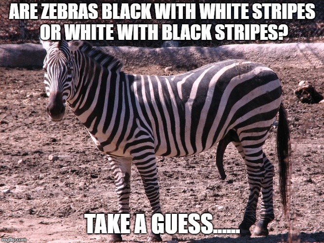 Happy Zebra | ARE ZEBRAS BLACK WITH WHITE STRIPES OR WHITE WITH BLACK STRIPES? TAKE A GUESS...... | image tagged in memes,funny,animals,funny animals,zebra | made w/ Imgflip meme maker