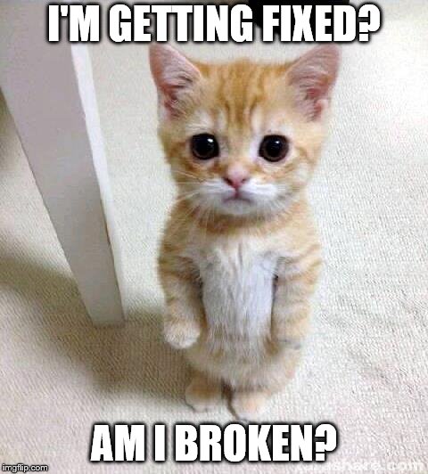 Cute Cat Meme | I'M GETTING FIXED? AM I BROKEN? | image tagged in memes,cute cat | made w/ Imgflip meme maker