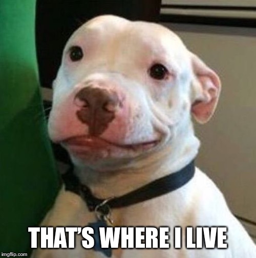 Awkward Dog | THAT’S WHERE I LIVE | image tagged in awkward dog | made w/ Imgflip meme maker