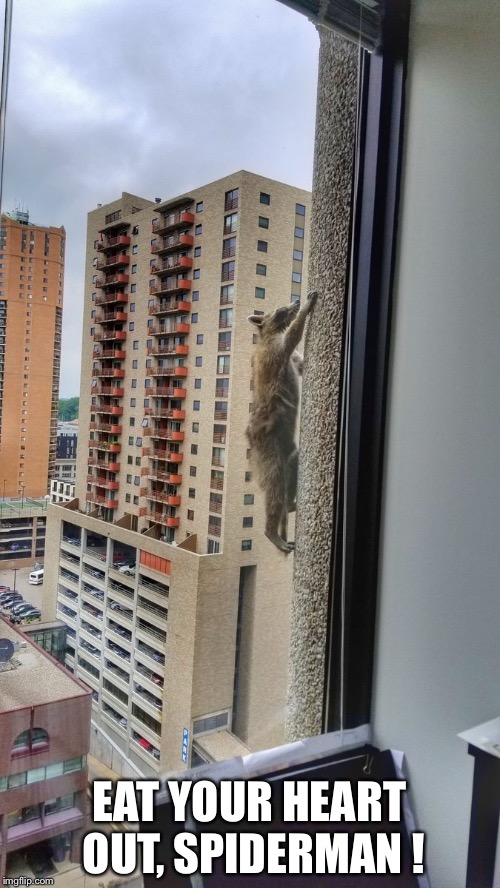 SuperRaccoon | EAT YOUR HEART OUT, SPIDERMAN ! | image tagged in spiderman | made w/ Imgflip meme maker