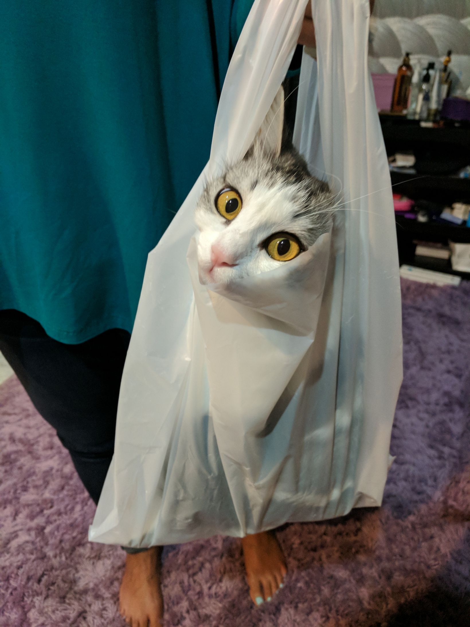 Cat in plastic bag Blank Meme Template